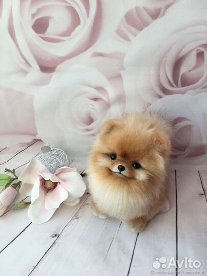 Передержка собак маленькой породы