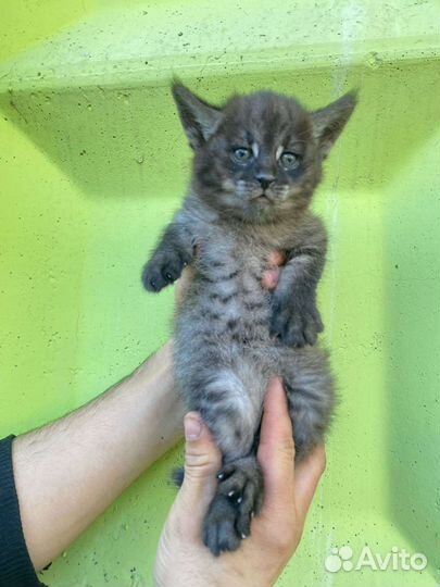 Чаузи ф1 гризли