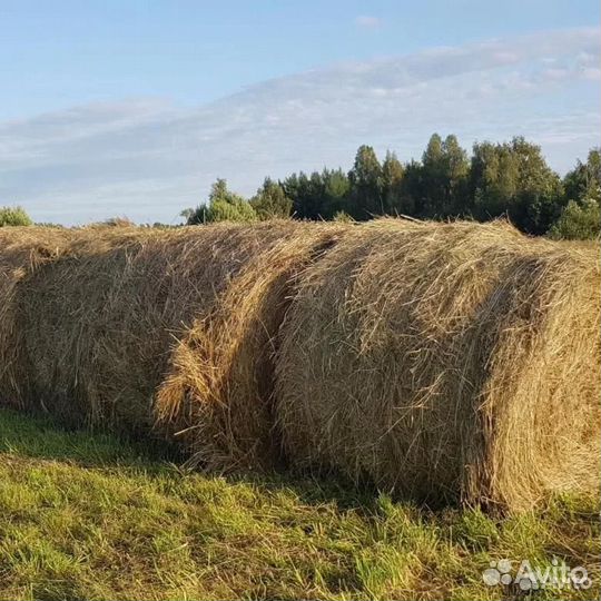 Сено в рулонах