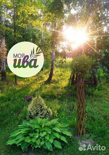 Ива плетеная