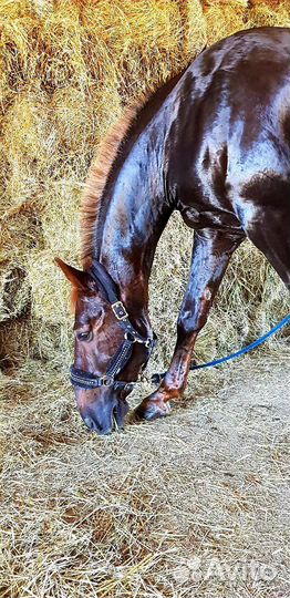 Продам коня