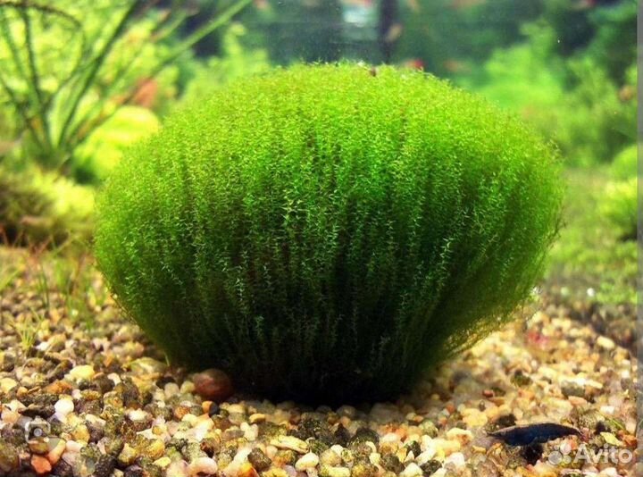 Аквариумные растения. Кабомба, Людвигия, Мох