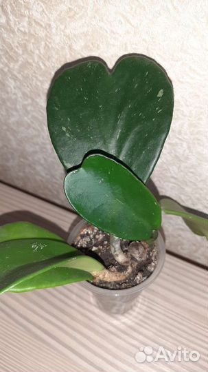 Хойи Мирт Пеперомия