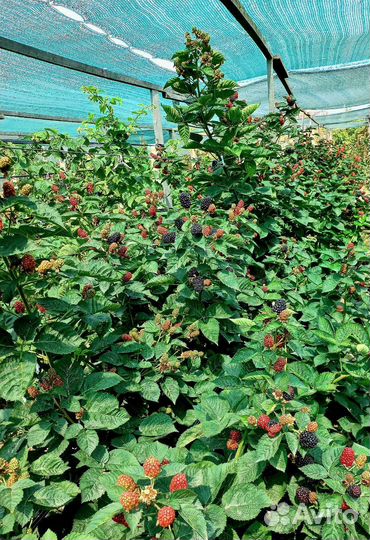 Ежевика Блек Джем и др