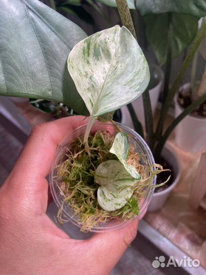 Сциндапсусы, эпипремнумы