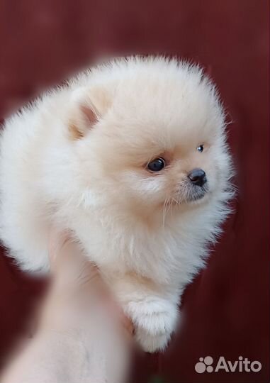 Померанский шпиц медвежьего типа