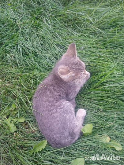 Отдам кошку