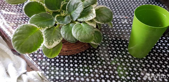 Кашпо для цветов