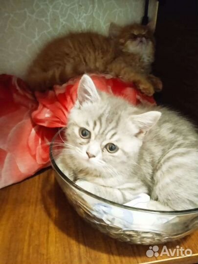 Британские котята