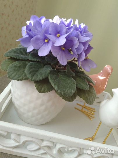 Стартеры фиалка Optima flory