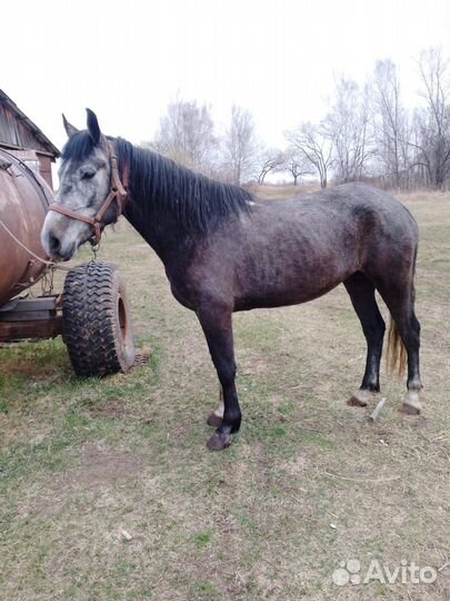 Продам жеребца