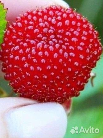 Тибетская малина саженцы