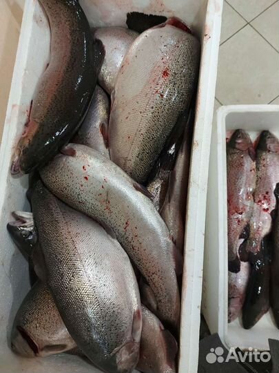 Свежая Рыба форель морская охоложденная