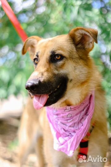 Возьми друга из приюта