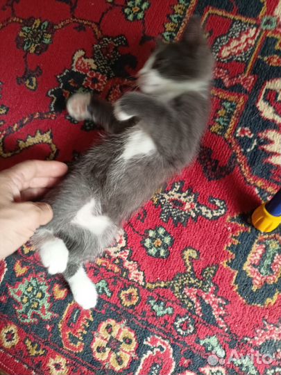 Котенок котик в добрые руки