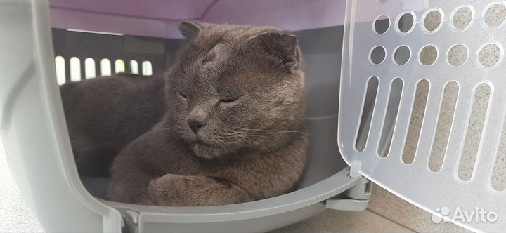 Кошка Мила или Милка