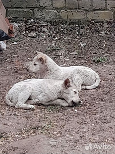 Щенок в добрые руки бесплатно