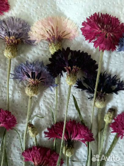 Сухоцветы. Василек