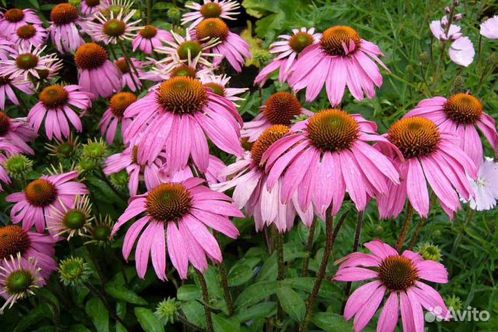 Эхинцея пурпурная