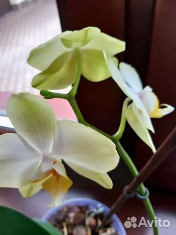 Цветы комнатные