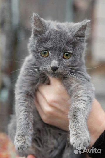 Мама русская голубая