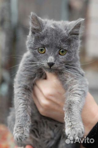 Мама русская голубая