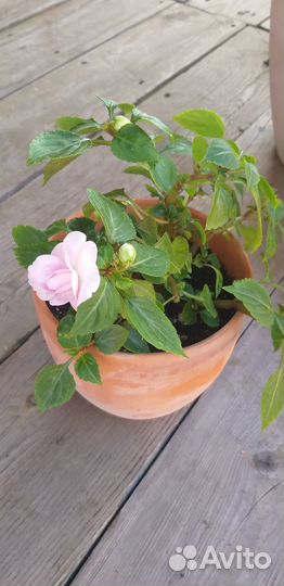 Бальзамин уоллера musica princess