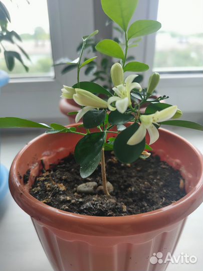 Комнатная Мурайя