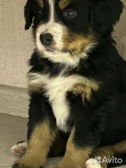 Бернский зенненхунд