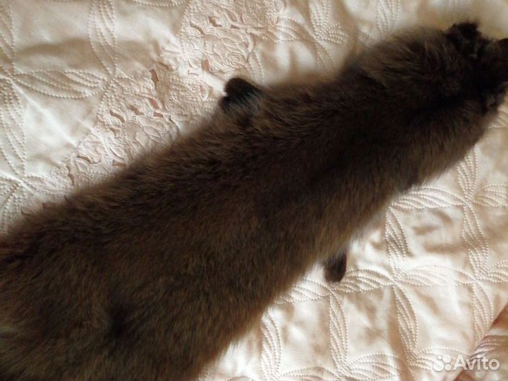 Натуральный мех Песца
