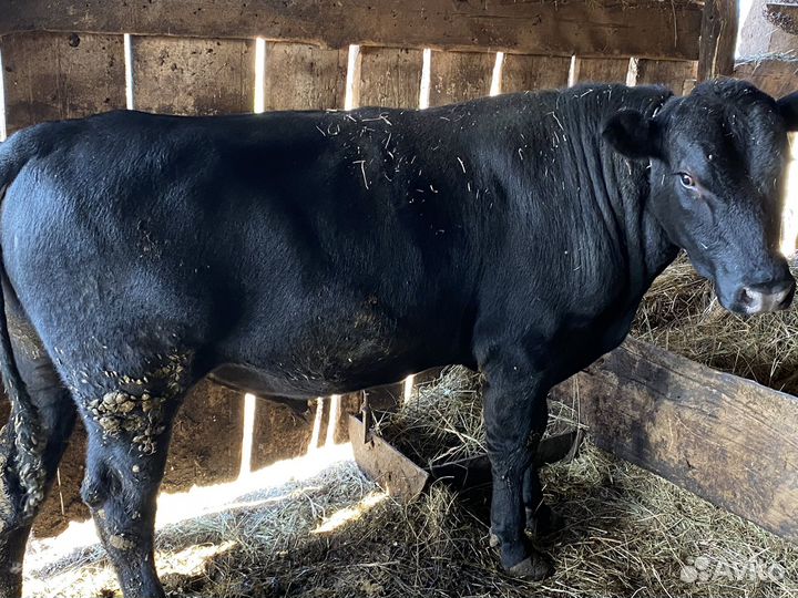 Быки на племя