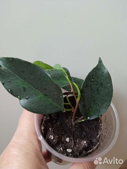 Фикус Денилайт