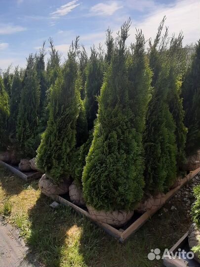 Туя колонновидная смарагд. 2-3 метра