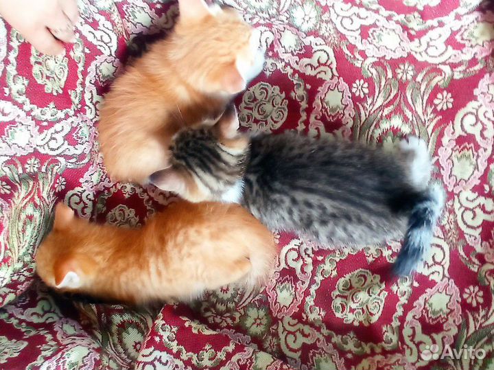 Кошка в дар