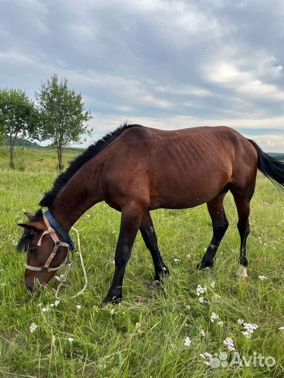 Продам лошадей. Обучены, в седло, телегу, сани
