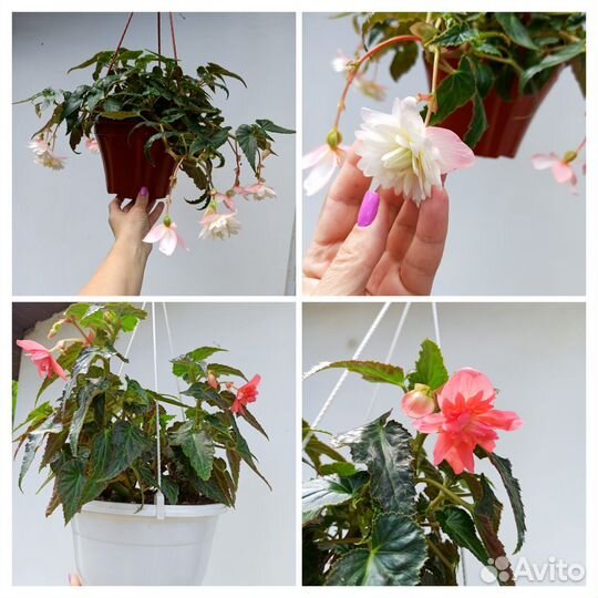 Бегония беллекония,вербена ампельная вегетативная