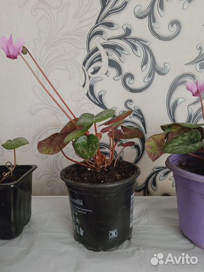 Альпийская фиалка (бабушкин цикламен)