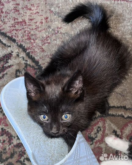 Котятки в хорошие руки