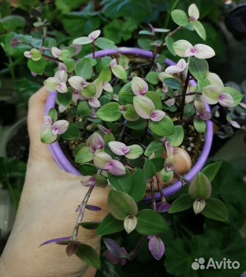 Каллизия (6 видов), гибасис (2 вида)