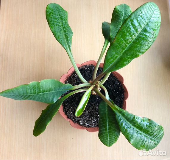 Молочай (Эуфорбия беложильчатая)