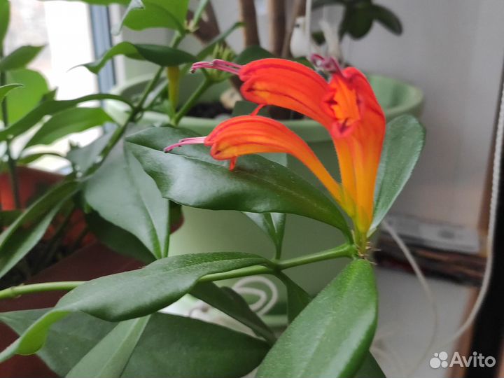 Комнатные цветы