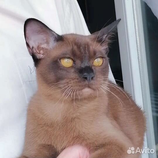 Продажа котят