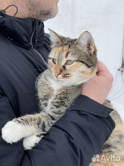 Яркая Сима в заботливые руки