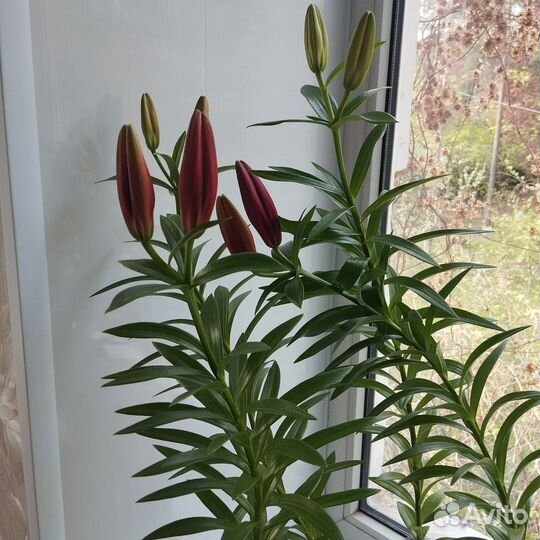 Садовые цветы лилия