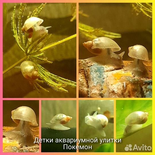 Улитки аквариумные покемон