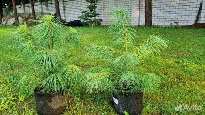 Сосна Веймутова