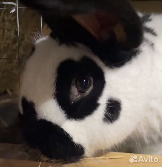 Крол на случку