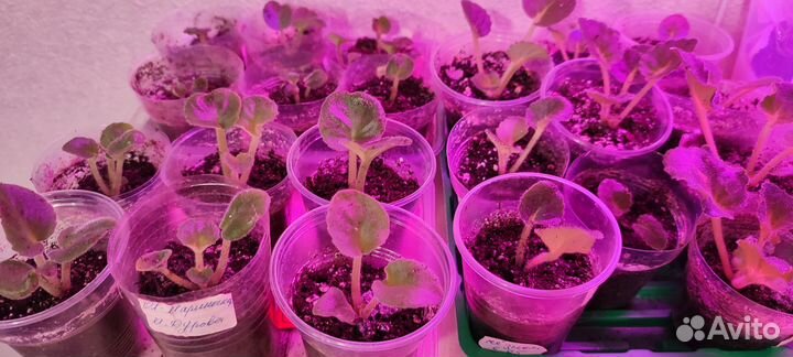 Детки сортовых фиалок