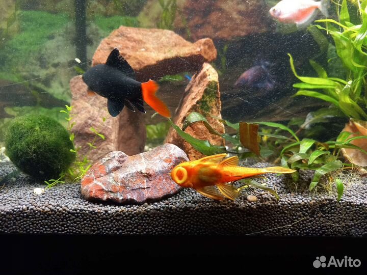 Лабео биколор и серебро. Тереции глофиш glofish