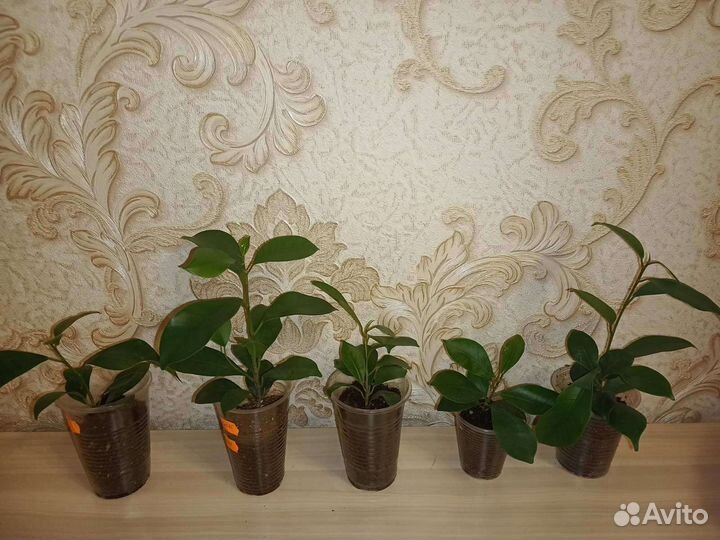 Фикус микрокарпа гинсенг и бачата